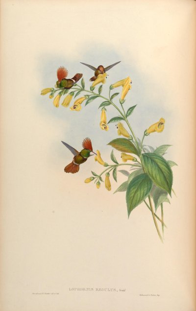 Lophornis regulus = Lophornis delattrei da John Gould